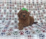 Small #3 Cavapoo