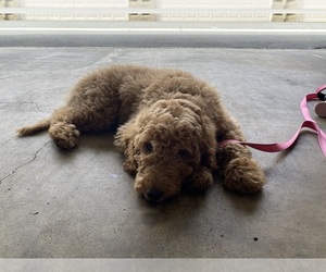 Goldendoodle Puppy for sale in CYPRESS, CA, USA