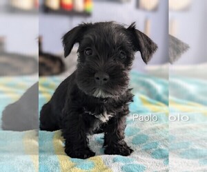 Medium Schnauzer (Miniature)