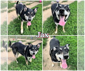Mutt Dogs for adoption in Pierceton , IN, USA