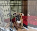 Small #3 Mutt