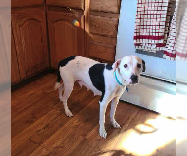 Medium Photo #4 Mutt Puppy For Sale in Plainfield, IL, USA