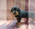 Small Photo #1 Rottweiler Puppy For Sale in BONAPARTE, IA, USA