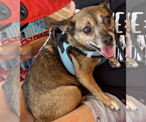Medium Photo #3 Chihuahua-Unknown Mix Puppy For Sale in Mount Laurel, NJ, USA