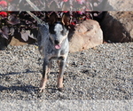 Small Photo #1 Australian Cattle Dog Puppy For Sale in SHILOH, OH, USA