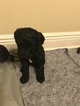 Small Photo #7 Aussiedoodle-Poodle (Standard) Mix Puppy For Sale in ENTERPRISE, AL, USA