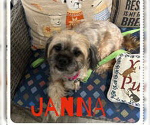 Shih Tzu-Unknown Mix Dogs for adoption in Ellijay, GA, USA