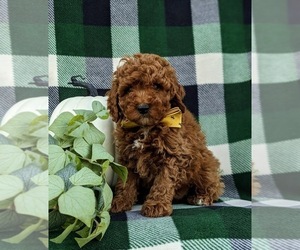 Cavapoo Puppy for sale in KIRKWOOD, PA, USA