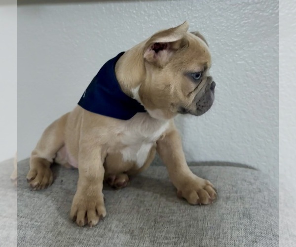 Medium Photo #3 French Bulldog Puppy For Sale in TEMPLE, TX, USA