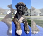 Puppy Puppy 1 Boxer