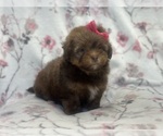 Small #8 ShihPoo