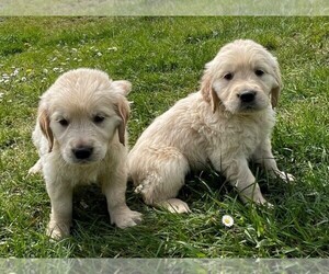 Golden Retriever Dogs for adoption in LOS ANGELES, CA, USA