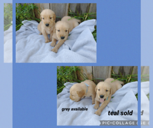 Golden Retriever Puppy for sale in SPENCER, VA, USA