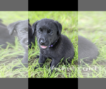 Small Photo #14 Labrador Retriever Puppy For Sale in BETHCAR, SC, USA