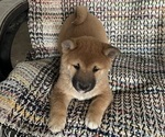 Puppy 5 Shiba Inu