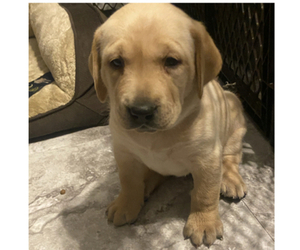 Labrador Retriever Puppy for sale in INDIO, CA, USA