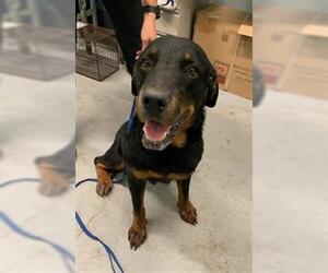 Rottweiler Dogs for adoption in Corpus Christi, TX, USA