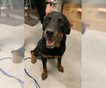 Small Rottweiler