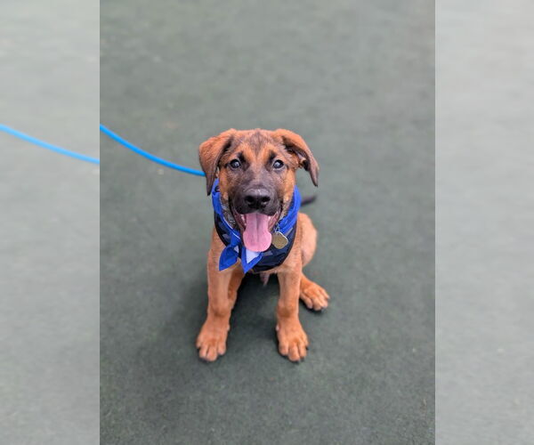 Medium Photo #1 Black Mouth Cur-Unknown Mix Puppy For Sale in Shermans Dale, PA, USA
