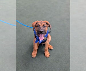 Black Mouth Cur-Unknown Mix Dogs for adoption in Shermans Dale, PA, USA