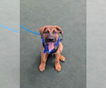 Small Black Mouth Cur Mix