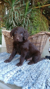 Medium Photo #3 Labradoodle Puppy For Sale in FRESNO, CA, USA