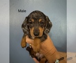 Image preview for Ad Listing. Nickname: Rico