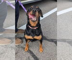 Small #2 Rottweiler