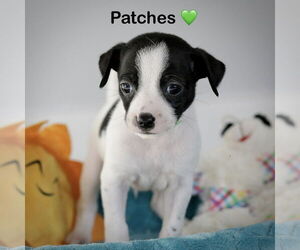 Chihuahua-Unknown Mix Dogs for adoption in Corona, CA, USA