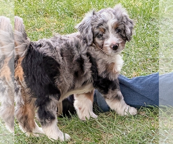 Medium Photo #1 Bernedoodle (Miniature) Puppy For Sale in ROY, UT, USA