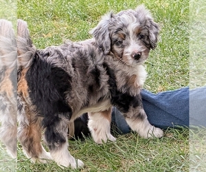 Bernedoodle (Miniature) Puppy for sale in ROY, UT, USA
