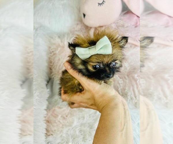 Medium Photo #14 Pomeranian Puppy For Sale in NEW YORK, NY, USA