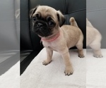 Small Photo #6 Pug Puppy For Sale in TUCSON, AZ, USA