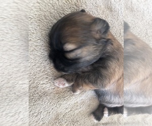 Shih Tzu Dog for Adoption in CADILLAC, Michigan USA