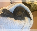 Small Photo #9 Great Dane Puppy For Sale in MARICOPA, AZ, USA