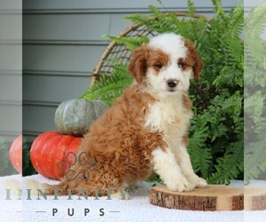 Bernedoodle (Miniature) Puppy for sale in NARVON, PA, USA