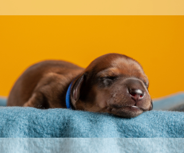 Medium Photo #3 Dachshund Puppy For Sale in CROWLEY, TX, USA