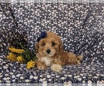 Small Photo #5 Poodle (Miniature) Puppy For Sale in KIRKWOOD, PA, USA