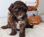 Small #1 ShihPoo