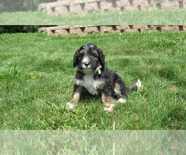 Medium Photo #4 Bernedoodle Puppy For Sale in BIG ROCK, IL, USA