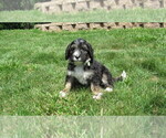 Small #3 Bernedoodle