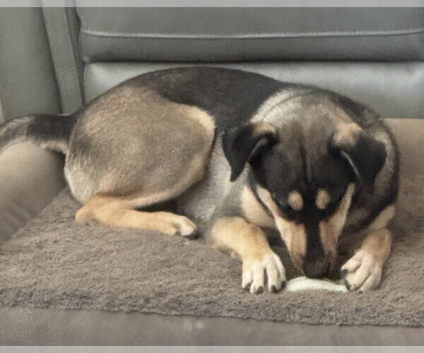 Medium Photo #5 Gerberian Shepsky Puppy For Sale in Corona, CA, USA