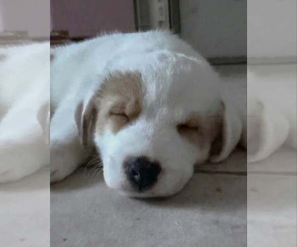 Medium Photo #3 Australian Shepherd-Jack Russell Terrier Mix Puppy For Sale in Cave Creek, AZ, USA