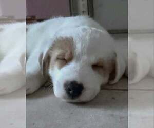 Sylvester - Male Australian Shepherd-Jack Russell Terrier Mix Dog for Adoption - Photo #3