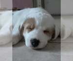 Small Photo #3 Australian Shepherd-Jack Russell Terrier Mix Puppy For Sale in Cave Creek, AZ, USA