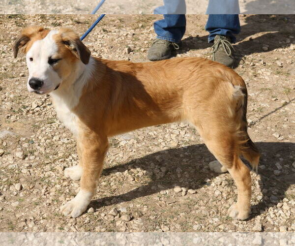 Medium Photo #2 Great Pyrenees-Mastiff Mix Puppy For Sale in Bandera, TX, USA