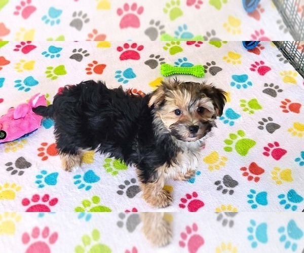 Medium Photo #3 Morkie Puppy For Sale in ORO VALLEY, AZ, USA