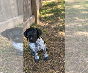 German Shorthaired Pointer Puppy for sale in FAIRHOPE, PA, USA