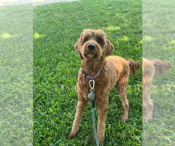 Medium Photo #3 Irish Doodle Puppy For Sale in Oak Bluffs, MA, USA