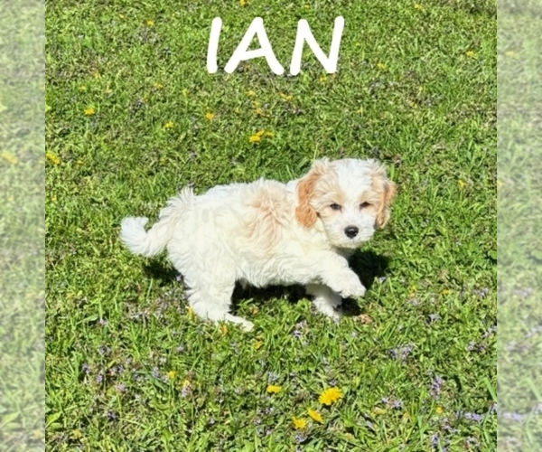 Medium Photo #3 Cockapoo (Miniature) Puppy For Sale in HARTLAND, MN, USA